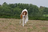 BARZOI 002